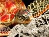 Green Turtle